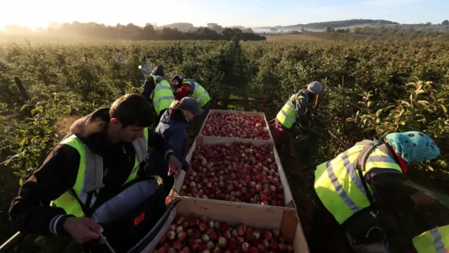 Migrant workers on farm