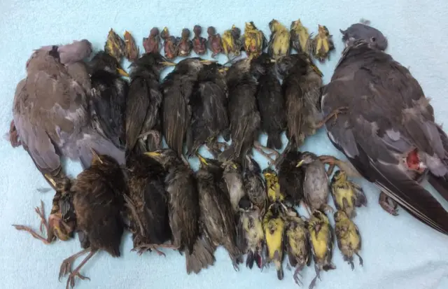 Birds which had been killed by cats