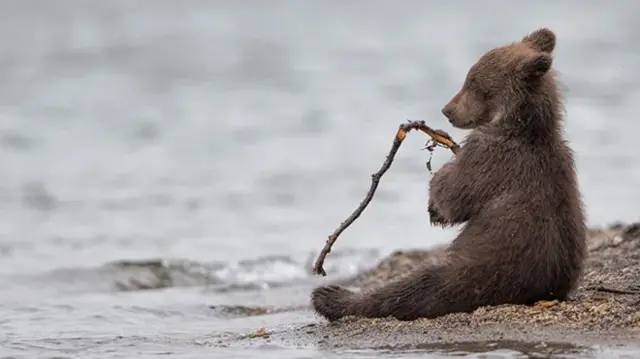 Bear playing in Kamchatka