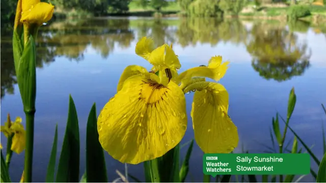 Iris by a pond in Stowmarket