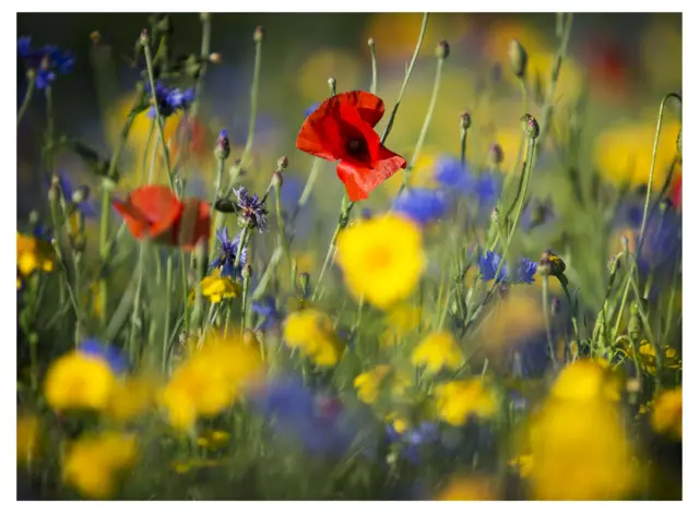 Wild flowers