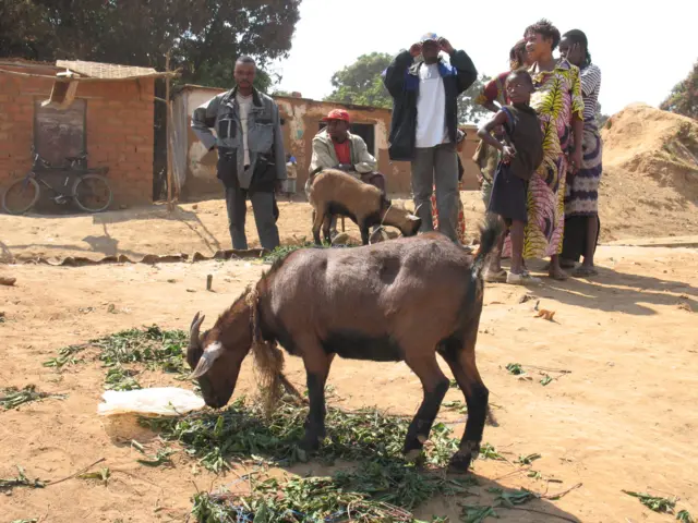 Goat in DR Congo