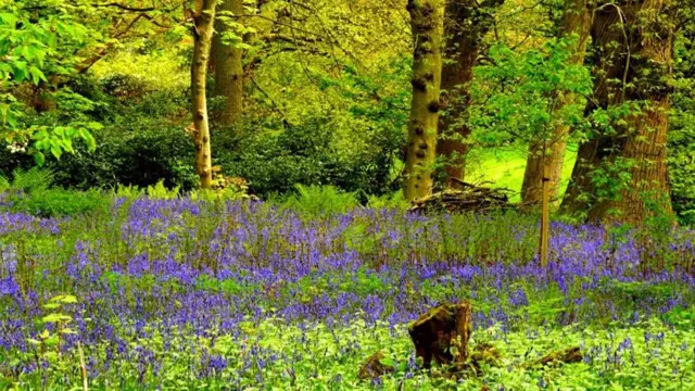 Bluebell Walk, Rode Hall