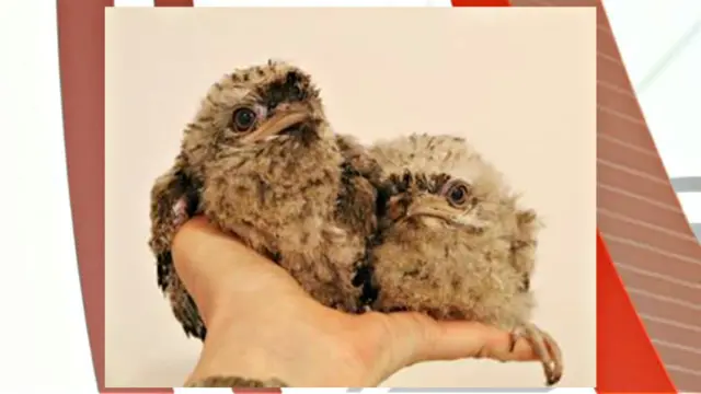 Tawny frogmouth chicks. Pic: Paradise Park