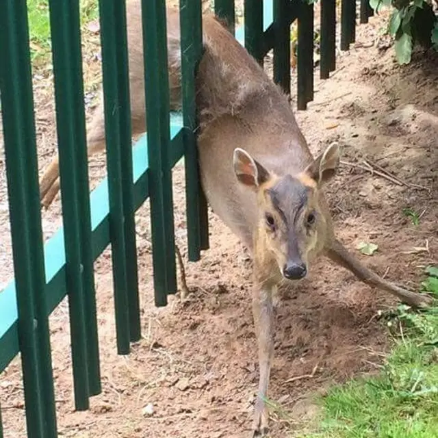 Deer stuck