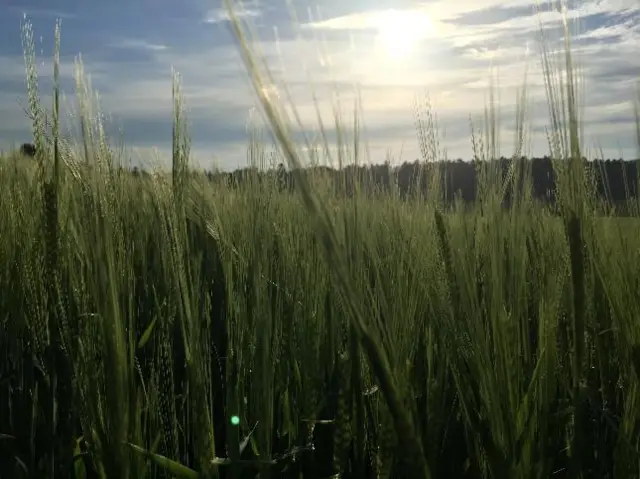 grassland in Wolverley