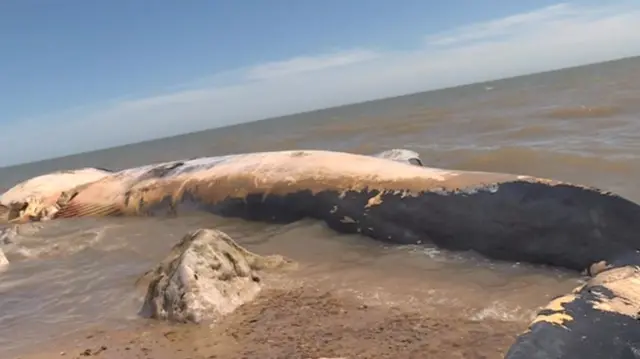 Felixstowe whale