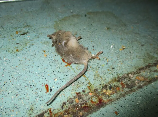 Dead mouse found at Positive Steps Nursery