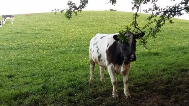 Cow