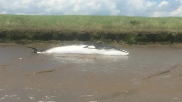 Whale near Butley creek