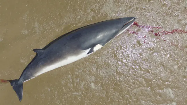 Whale at Orford