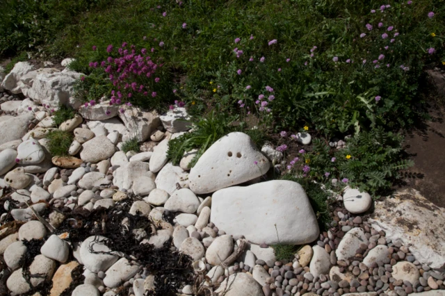 Pebbles in the garden