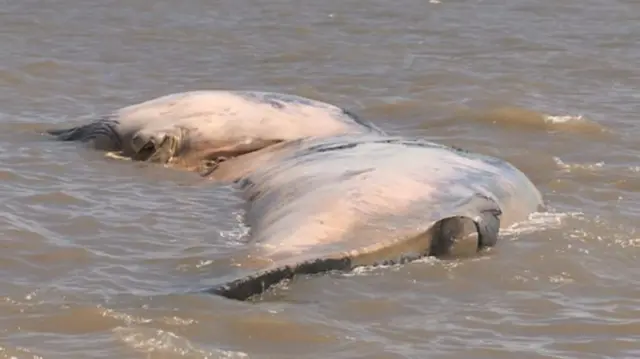 Whale in sea