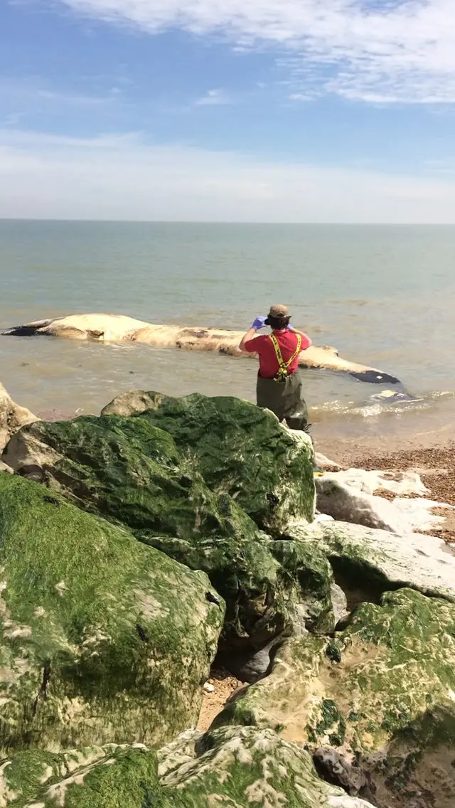 Rob Deaville photographing whale