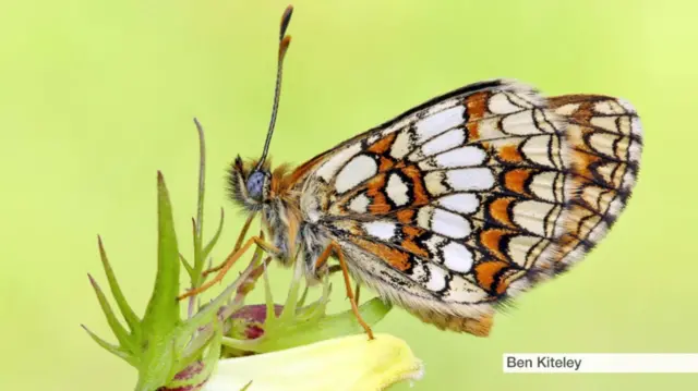 Heath fritillary butterfly. Pic: Ben Kiteley