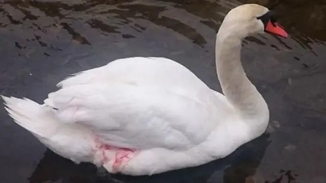 Mr Swan. Pic: Annie Mayes