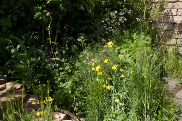 Flowers in the garden