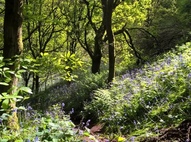 Woodland in Bromgrove