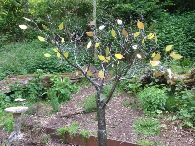 Tree of Remembrance