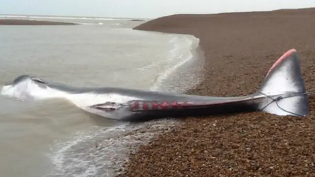 Whale at Shingle Street