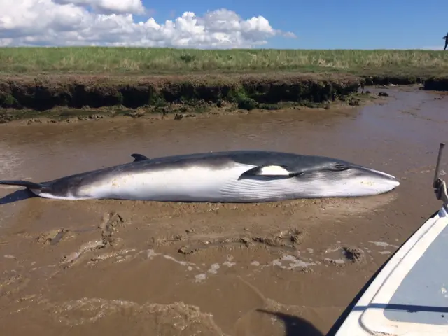 Dead whale at Orford