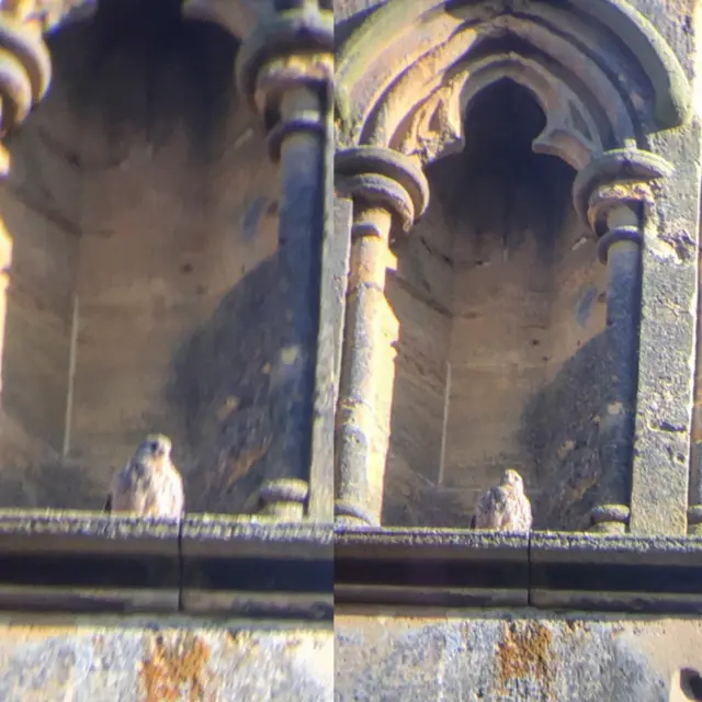 baby peregrine