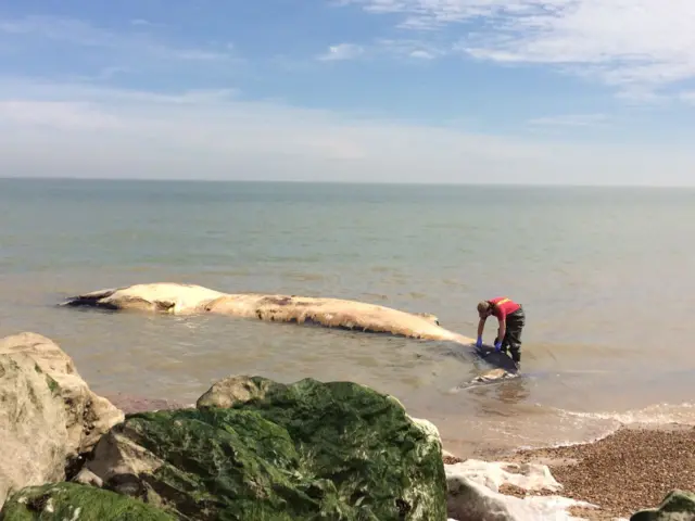 Inspection of Felixstowe whale