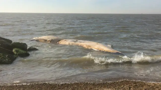 Whale in the sea at Felixstowe