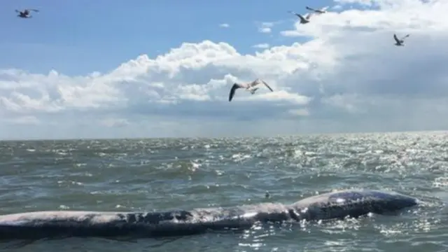 Whale in the sea