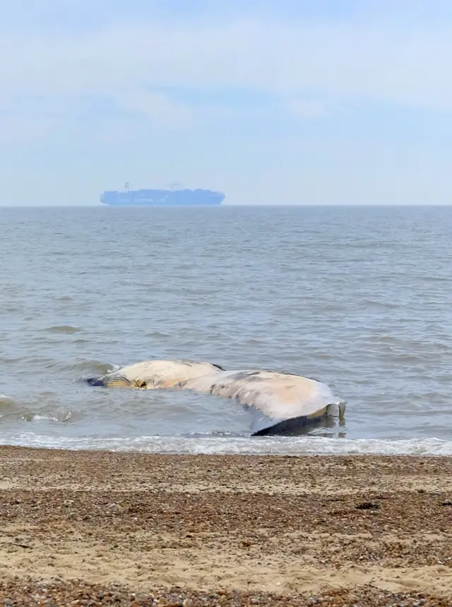 Whale with ship in background