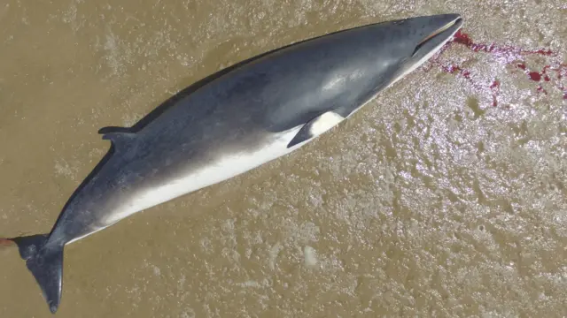 Minke whale