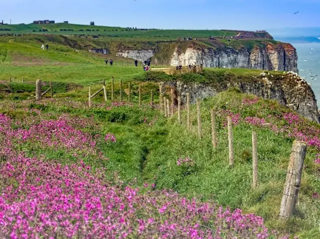 Bempton cliffs and purple flowers