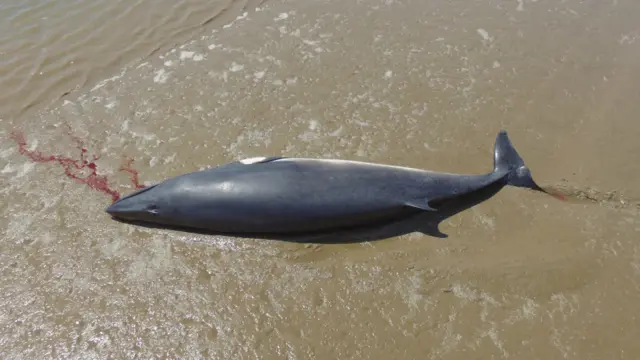 Whale stranded in the mud