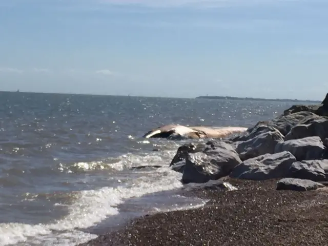 Whale next to rocks