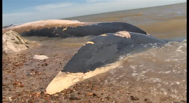 Dead whale on beach