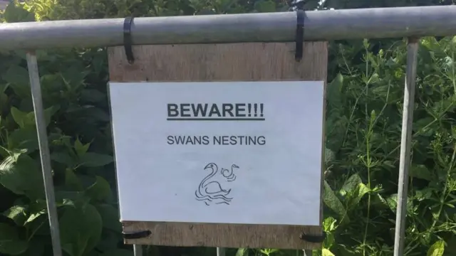 Swans nesting sign