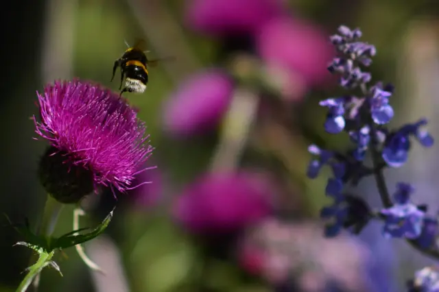 A bee on a flower at Chelsea