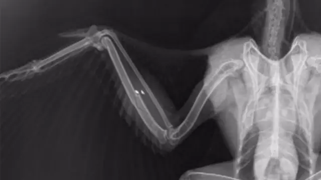 An xray of the injured bird