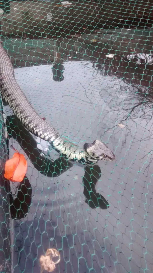 Snake caught in netting