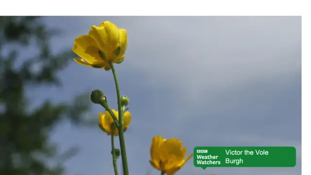 Wildflowers in Burgh