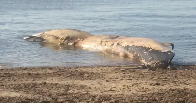 Whale at Felixstowe