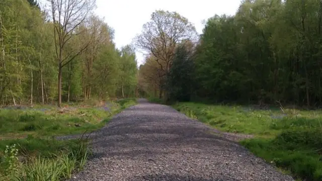 A path running through the wood