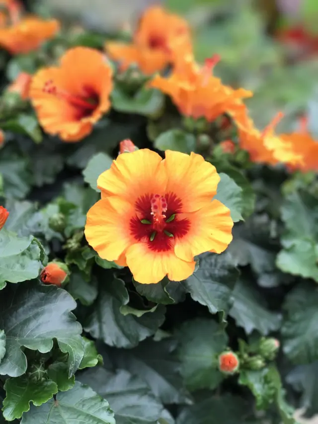 Petit Orange hibiscus