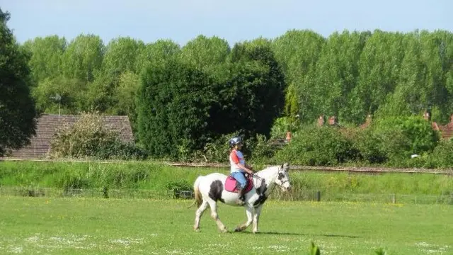 Oakengates horse