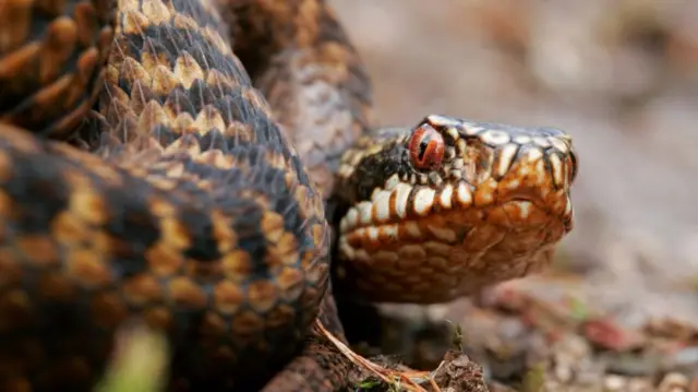 Adder. Pic: Getty Images