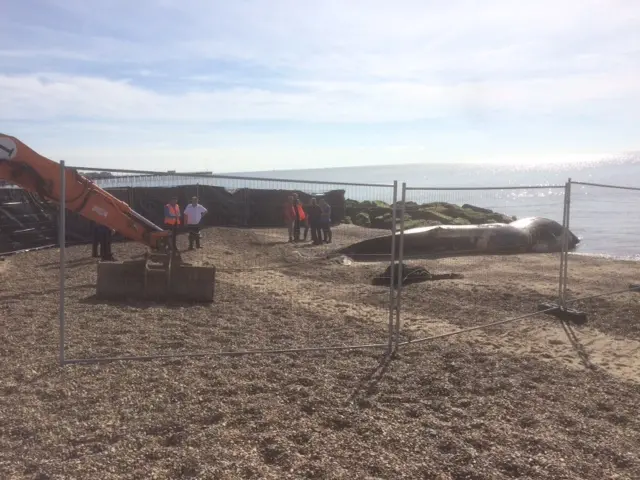 Dead whale being removed from the beach