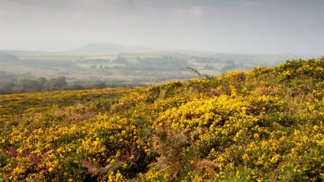 Dartmoor