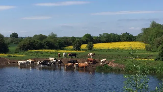 Cows in the Rover Trent