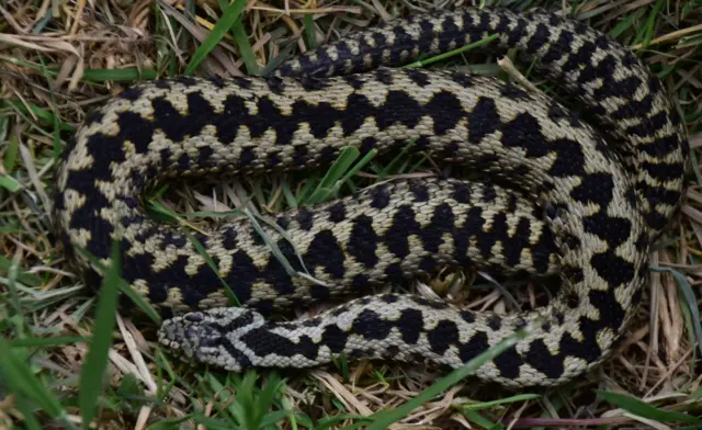 Adder. Pic: Getty Images