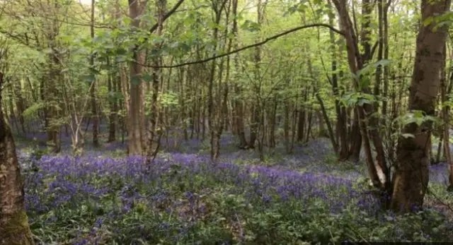 Uffmoor Wood